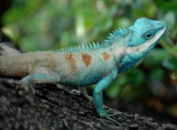 Your customer has a reptilian brain that avoids pain points.